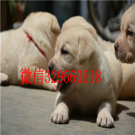 珠海出售拉布拉多幼犬精品拉布拉多出售拉布拉
