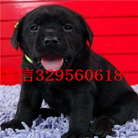 崇明哪里能买到拉布拉多犬包纯种健康拉布拉多