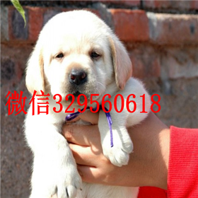 滨州哪里有卖拉布拉多犬精品拉布拉多出售奶白色拉布拉多拉布拉多狗场
