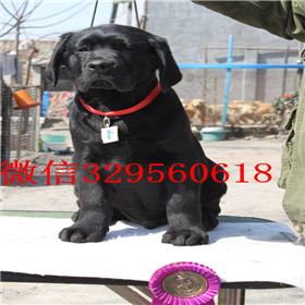内江哪里能买到拉布拉多犬精品拉布拉多出售白
