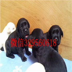 白城出售拉布拉多幼犬双血统拉布拉多拉布拉多导盲犬拉布拉多价格
