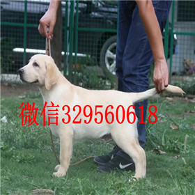 益阳哪里有卖拉布拉多犬包纯种健康拉布拉多好