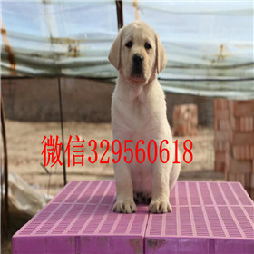  廊坊哪里卖纯种拉布拉多幼犬出售纯种拉布拉