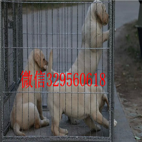 浦东哪里有卖拉布拉多犬包纯种健康黑色拉布拉