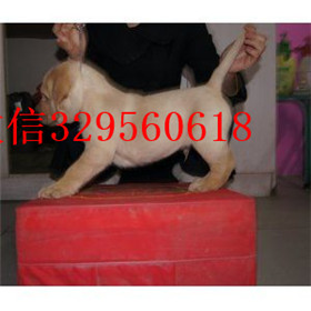 抚顺出售拉布拉多幼犬精品拉布拉多出售黄色拉布拉多拉布拉多价格