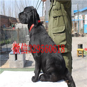 卢湾哪里有卖拉布拉多犬赛级拉布拉多拉布拉多