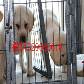 闸北出售拉布拉多幼犬赛级拉布拉多白色拉布拉