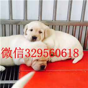 西安哪里能买到拉布拉多犬精品拉布拉多出售奶
