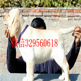 朔州哪里有卖拉布拉多犬双血统拉布拉多拉布拉多好养吗拉布拉多狗场