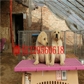  无锡哪里出售拉布拉多拉布拉多多少钱一只大骨架拉布拉多出售拉布拉多图片