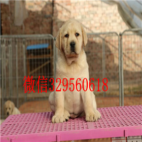 湘潭出售拉布拉多幼犬双血统拉布拉多白色拉布拉多拉布拉多图片