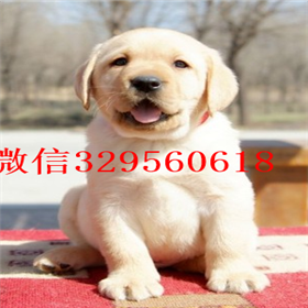 河池哪里能买到拉布拉多犬赛级拉布拉多拉布拉