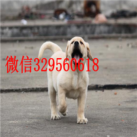赤峰出售拉布拉多幼犬包纯种健康黄色拉布拉多