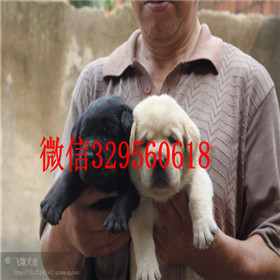 松江哪里有卖拉布拉多犬精品拉布拉多出售黄色拉布拉多拉布拉多狗场