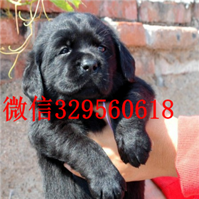 奉贤哪里能买到拉布拉多犬精品拉布拉多出售奶