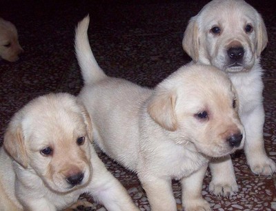 建水买狗 建水买拉布拉多 狗场出售纯种拉多幼