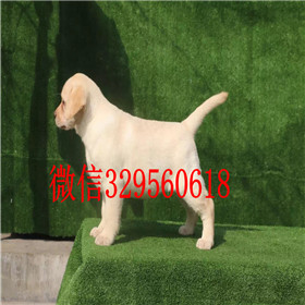 宝鸡出售拉布拉多幼犬双血统拉布拉多黄色拉布拉多拉布拉多狗场