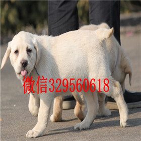 承德哪里卖纯种拉布拉多幼犬出售纯种拉布拉多幼犬专业繁殖纯种拉布拉多拉布拉多好养吗