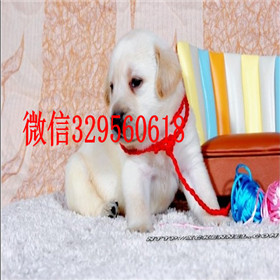 鄂尔多斯哪里有卖拉布拉多犬包纯种健康拉布拉多温顺拉布拉多图片
