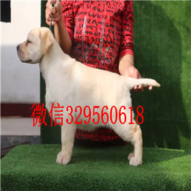 宝鸡出售拉布拉多幼犬双血统拉布拉多黄色拉布拉多拉布拉多狗场