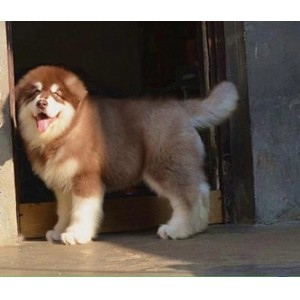 呼和浩特哪里能买到阿拉斯加灰色阿拉斯加多少钱巨型阿拉斯加双血统阿拉斯加