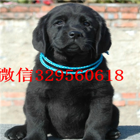 黔西南出售拉布拉多幼犬包纯种健康白色拉布拉