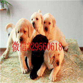 黄浦出售拉布拉多幼犬包纯种健康拉布拉多温顺
