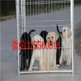 浦东哪里有卖拉布拉多犬包纯种健康黑色拉布拉多拉布拉多犬舍