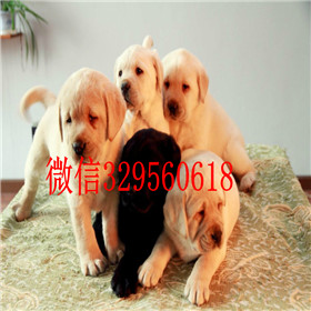 萍乡哪里能买到拉布拉多犬赛级拉布拉多奶白色拉布拉多拉布拉多怎么喂养