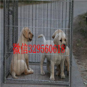 浦东哪里有卖拉布拉多犬包纯种健康黑色拉布拉多拉布拉多犬舍