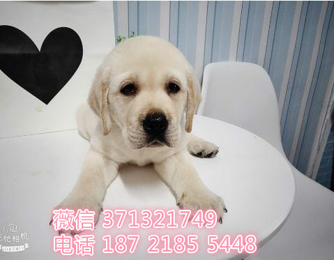 拉布拉多犬出售 导盲犬狗狗 公母都有健康深圳基地