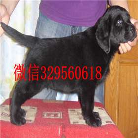 滨州哪里有卖拉布拉多犬精品拉布拉多出售奶白色拉布拉多拉布拉多狗场