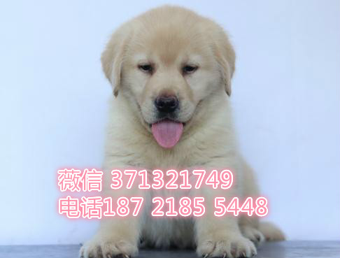 拉布拉多犬出售导盲犬实物图拍摄 济南犬舍