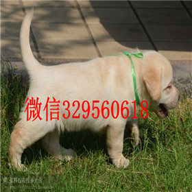 佳木斯哪里有卖拉布拉多犬精品拉布拉多出售黄