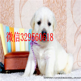 鄂尔多斯哪里有卖拉布拉多犬包纯种健康拉布拉多温顺拉布拉多图片