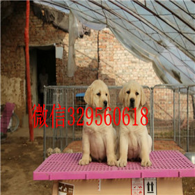 无锡哪里出售拉布拉多拉布拉多多少钱一只大骨架拉布拉多出售拉布拉多图片