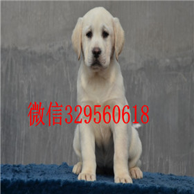 郴州出售拉布拉多幼犬双血统拉布拉多黑色拉布