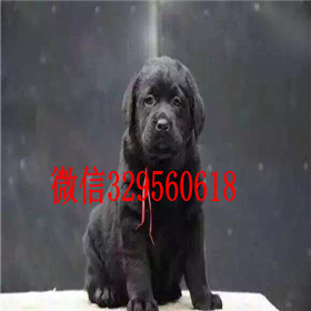 黄山哪里有卖拉布拉多犬赛级拉布拉多拉布拉多