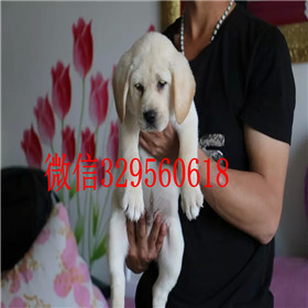 金山哪里能买到拉布拉多犬包纯种健康白色拉布