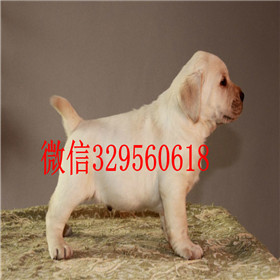 绥化出售拉布拉多幼犬包纯种健康拉布拉多导盲犬拉布拉多图片