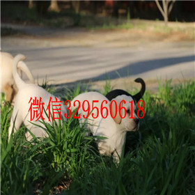宝山哪里能买到拉布拉多犬赛级拉布拉多拉布拉