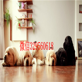 绥化出售拉布拉多幼犬包纯种健康拉布拉多导盲犬拉布拉多图片