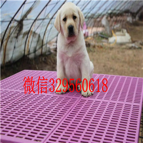  驻马店哪里有双血统拉布拉多犬白色拉布拉多