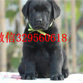 红河哪里能买到拉布拉多犬赛级拉布拉多白色拉