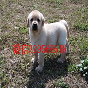 松江哪里有卖拉布拉多犬精品拉布拉多出售黄色拉布拉多拉布拉多狗场