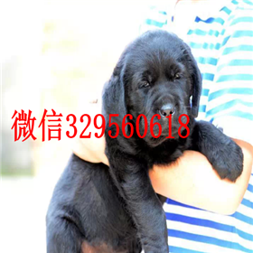 平顶山哪里能买到拉布拉多犬赛级拉布拉多黑色