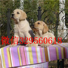  包头哪里出售拉布拉多出售纯种拉布拉多幼犬