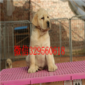湘潭出售拉布拉多幼犬双血统拉布拉多白色拉布拉多拉布拉多图片