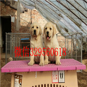 湘潭出售拉布拉多幼犬双血统拉布拉多白色拉布