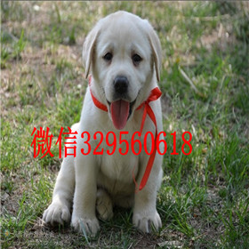 临夏哪里能买到拉布拉多犬精品拉布拉多出售拉